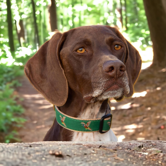 Pheasant Dog Collar